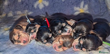 Cocker Spaniel dogs - Advert 16