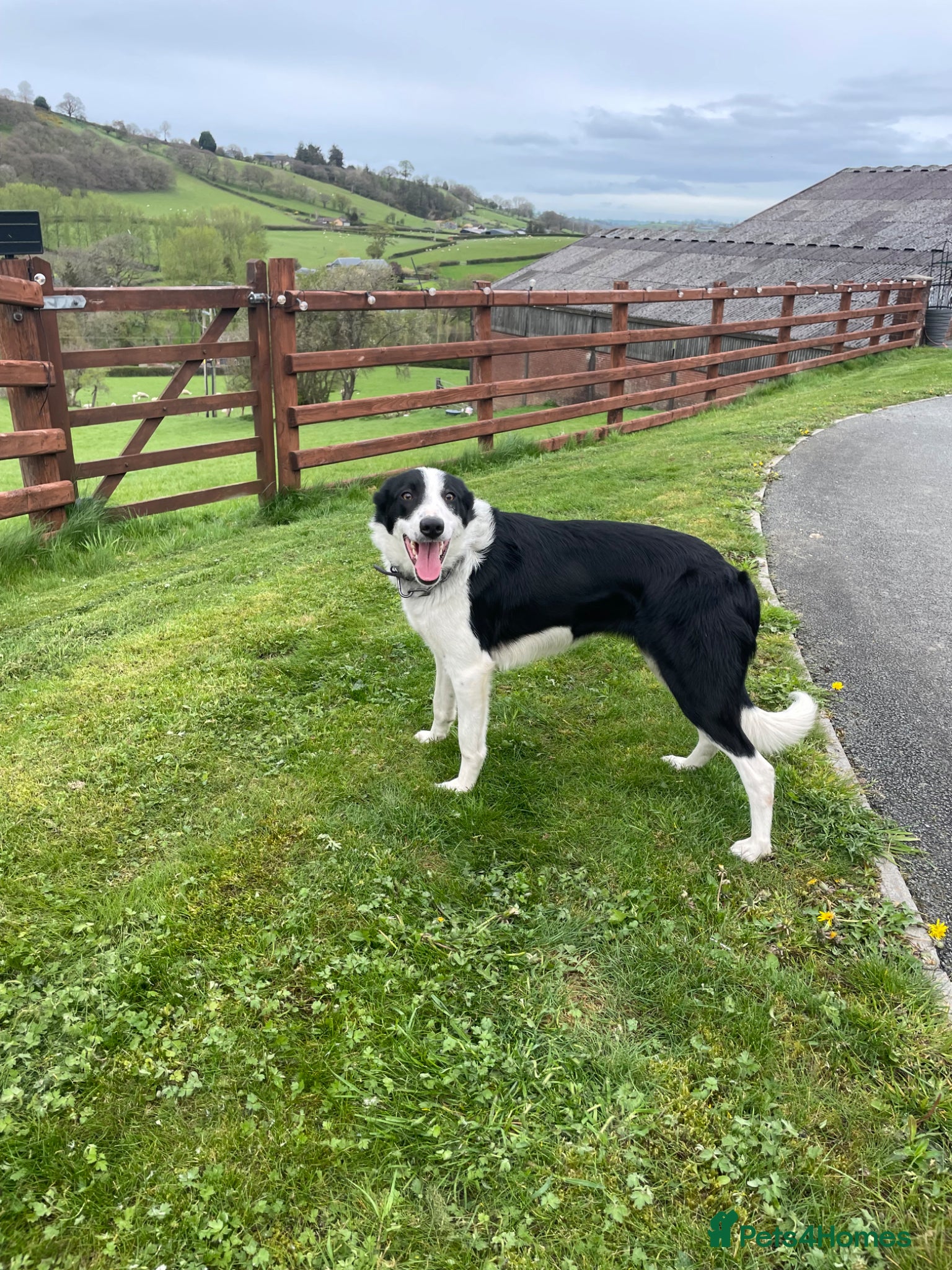 Border Collie dogs 12 Month old Border collie female - Advert 5