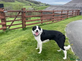 Border Collie dogs 12 Month old Border collie female - Advert 5
