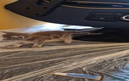 Domestic Shorthair cats for sale: 4 beautiful kittens, ready to go 2nd September  - Image 9