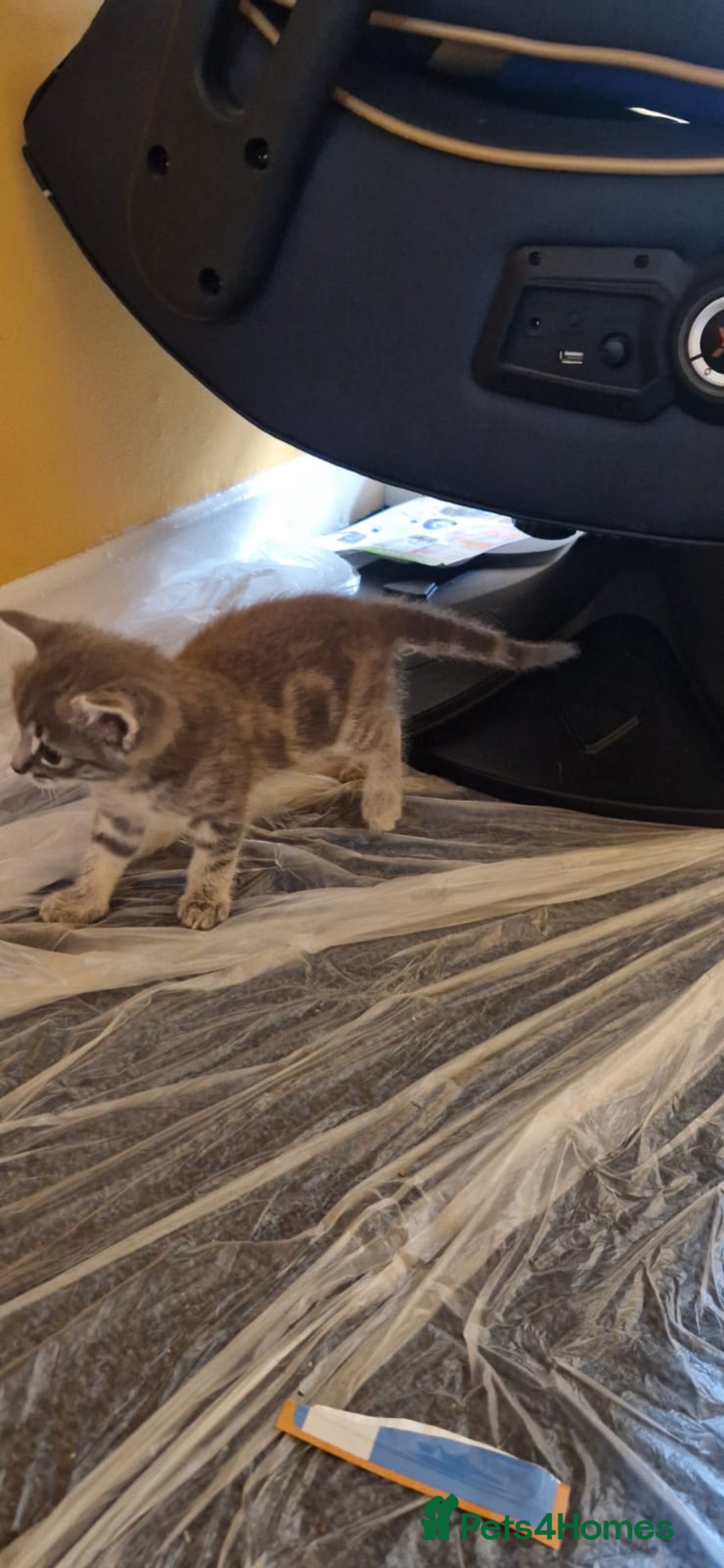 Domestic Shorthair cats for sale: 4 beautiful kittens, ready to go 2nd September  - Image 9