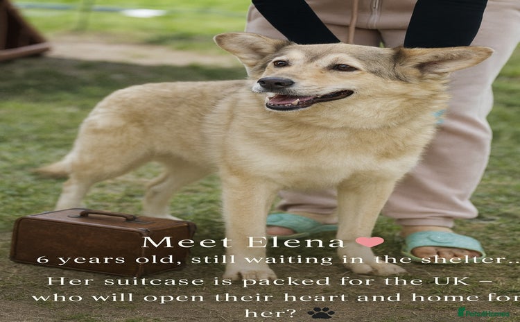 Mixed Breed dogs - Advert 31