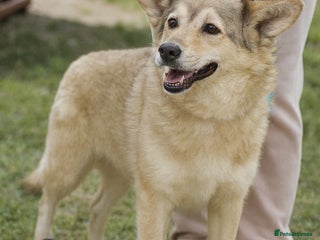 Mixed Breed dogs - Advert 32