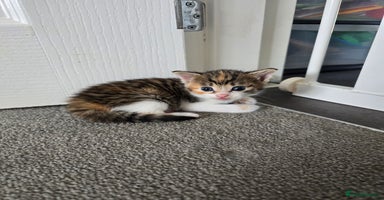 Domestic Shorthair cats - Advert 5