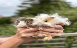 Guinea Pig rodents for sale: Beautiful Baby Guinea Pigs  - Image 5