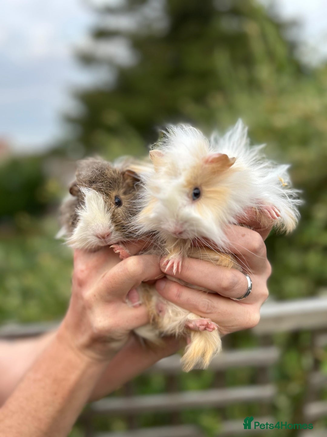 Guinea Pig rodents for sale: Beautiful Baby Guinea Pigs  - Image 5