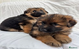 German Shepherd dogs for sale: 4 Stunning German Shepherd Puppies - Image 7