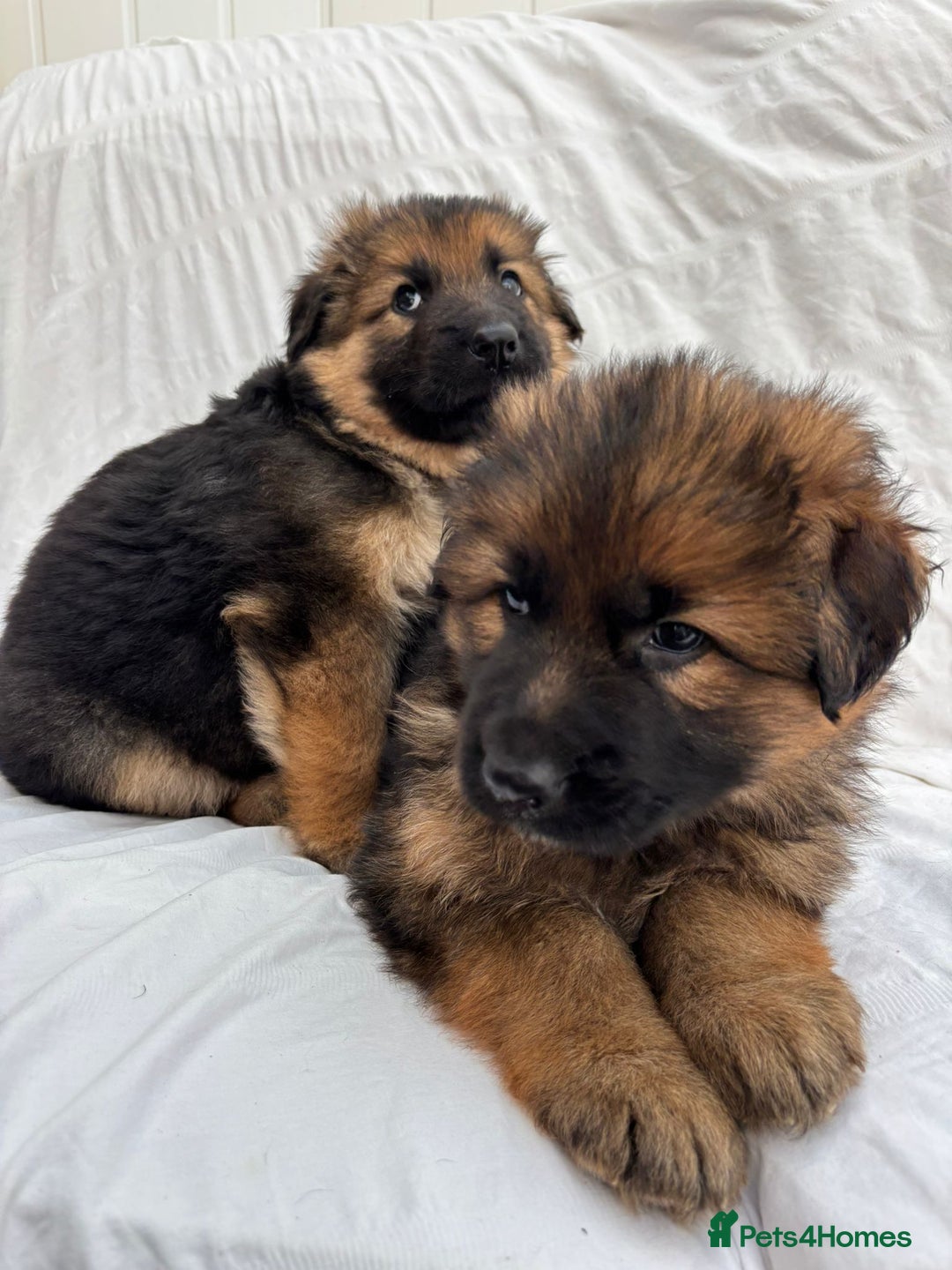 German Shepherd dogs for sale: 4 Stunning German Shepherd Puppies - Image 7