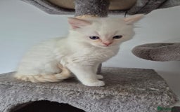 Ragdoll cats for sale: 2 pure flame point ragdolls - Advert 4