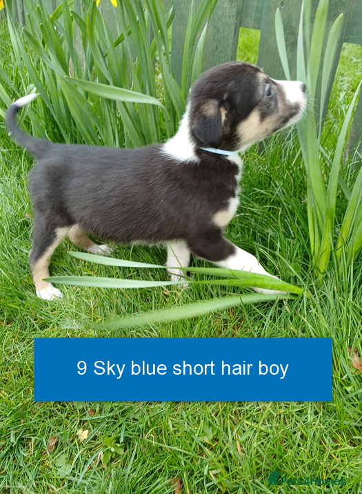 Border Collie dogs Pedigree tri-colour border collie puppies - Advert 2