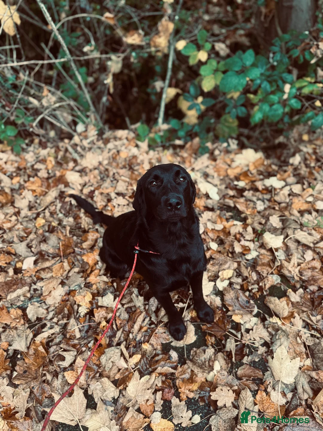 Labrador Retriever dogs for stud: Proven Labrador retriever for stud  - Advert 9