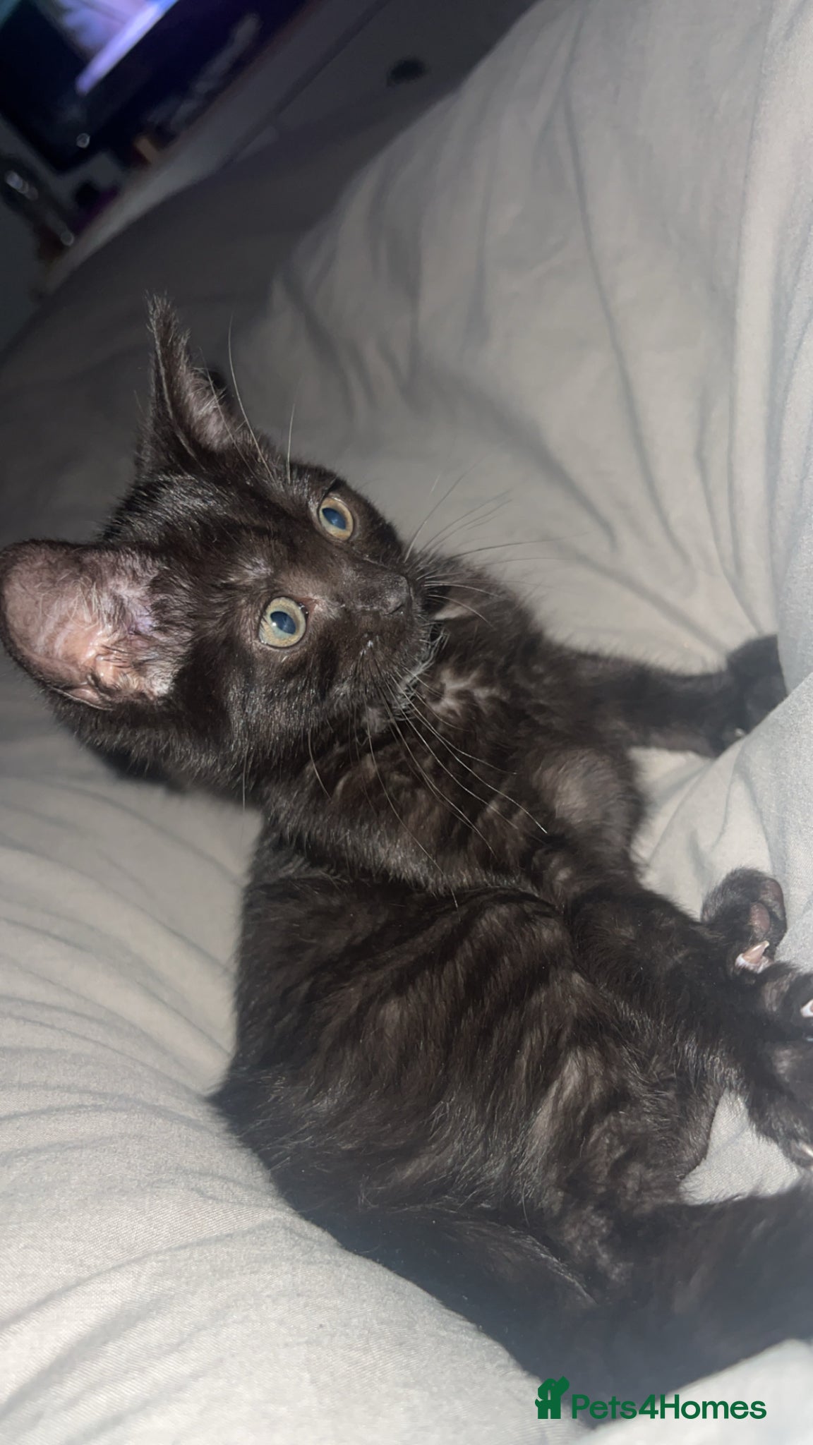 Mixed Breed cats Black kitten gray stripes - Advert 4