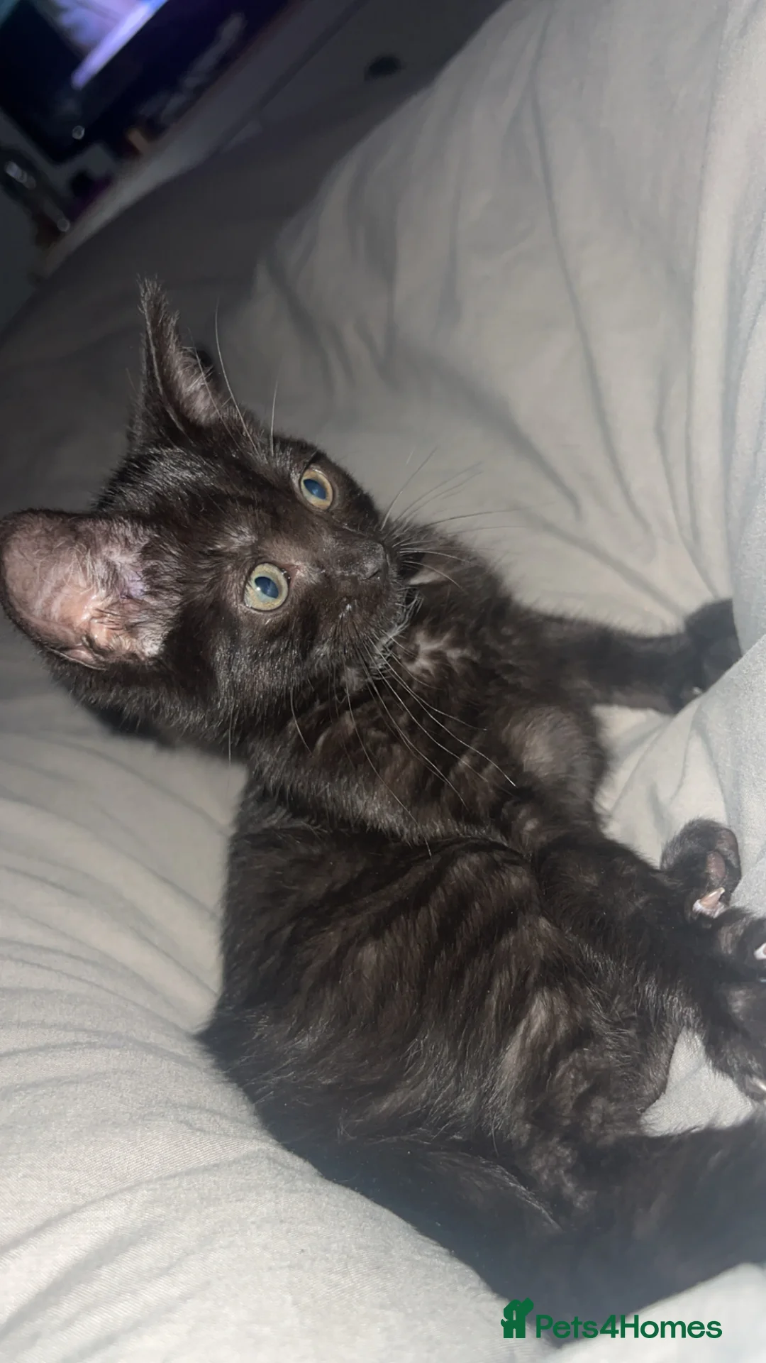 Mixed Breed cats for sale: Black kitten gray stripes - Advert 1