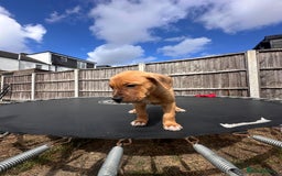 Mixed Breed dogs for sale: Staffy×Serbian Defence Male Puppy – Ready Now - Image 10