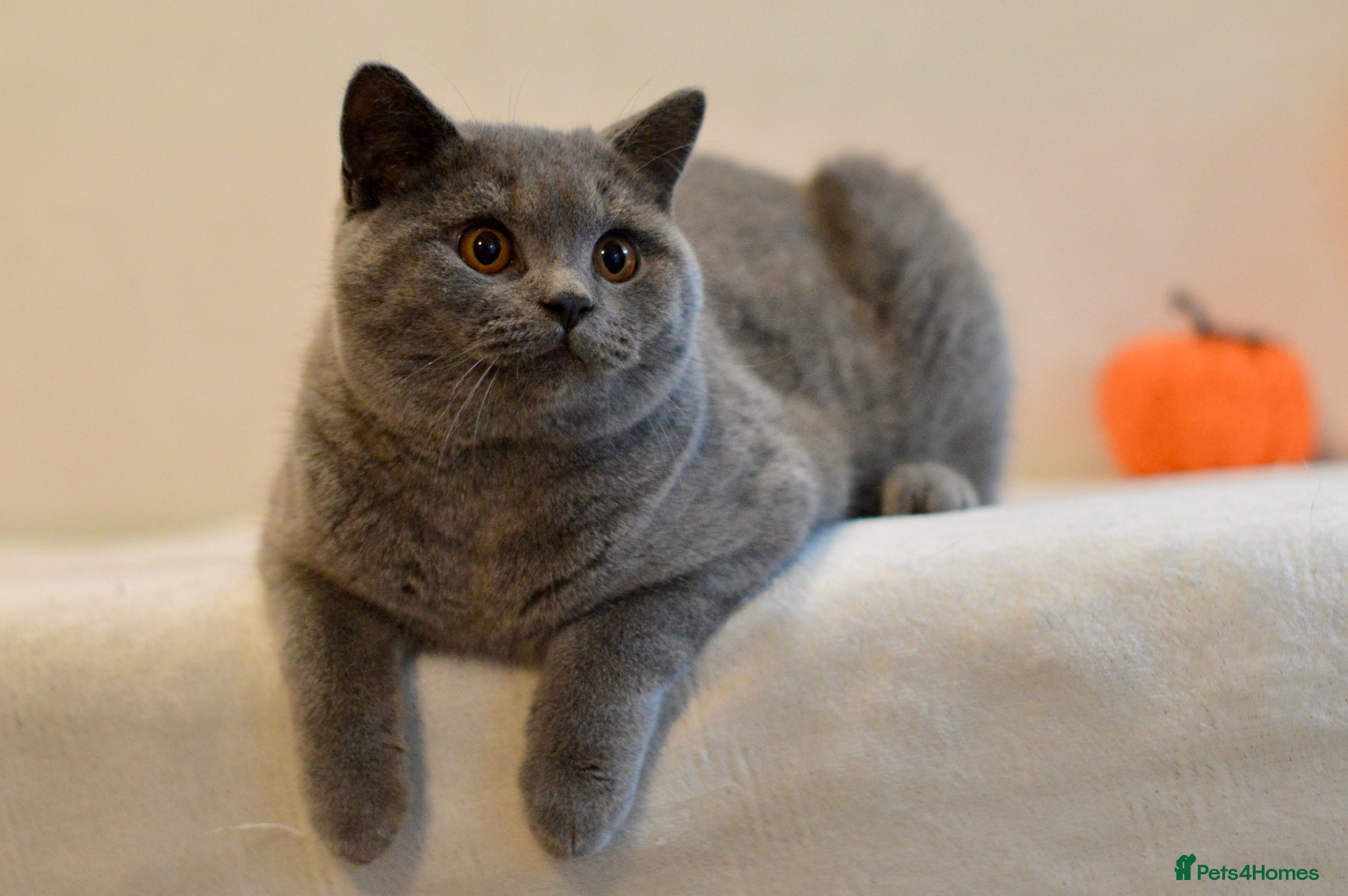 British Shorthair cats for sale: Beautiful paws*GB 😻 - Advert 2