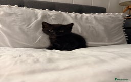 Domestic Shorthair cats for sale: Black and white kittens for sale  - Advert 3