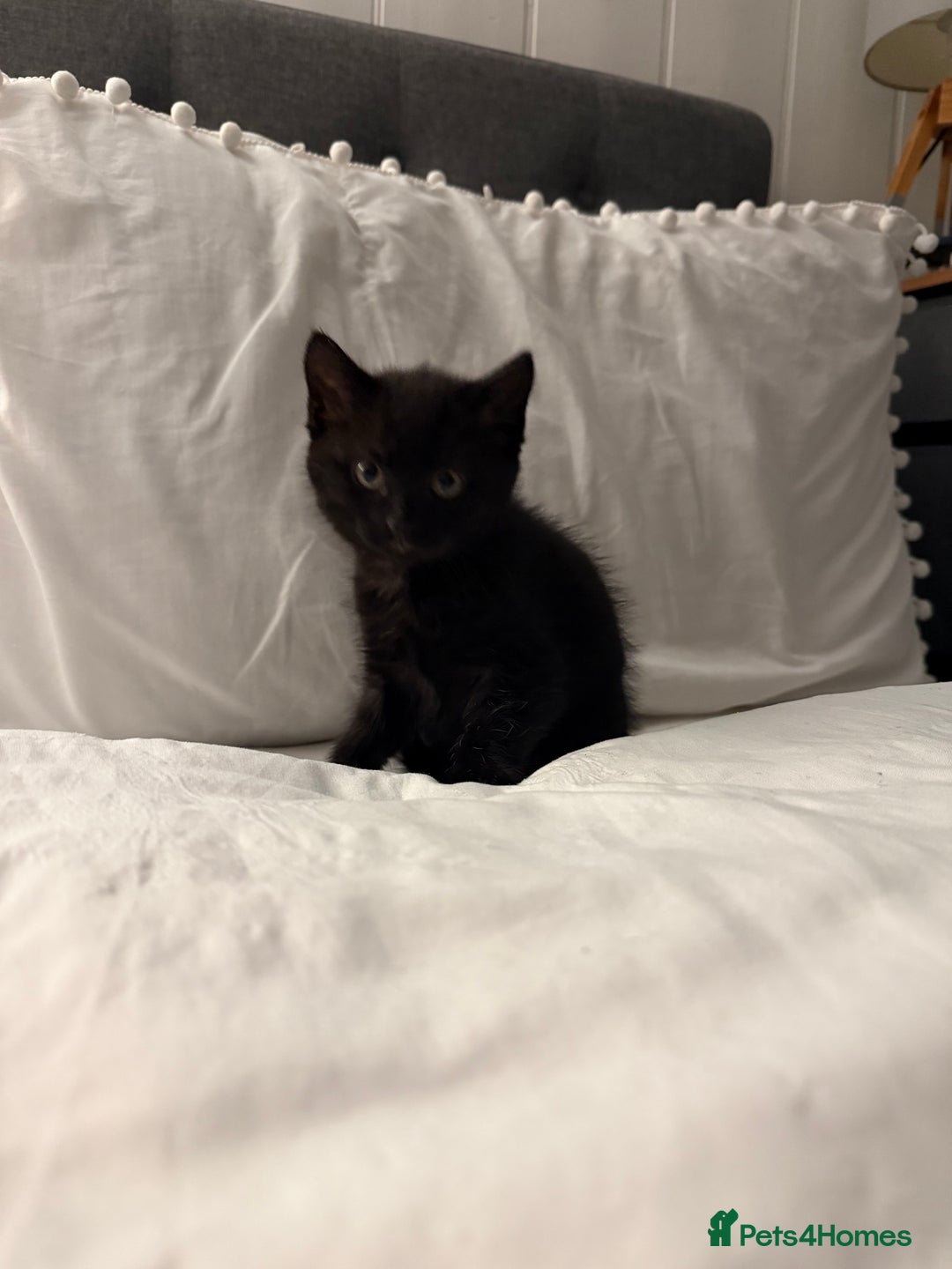 Domestic Shorthair cats for sale: Black and white kittens for sale  - Advert 3