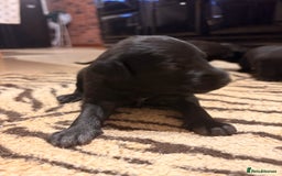 Mixed Breed dogs for sale: F1 Whippet x Bedlington terrier  - Image 2