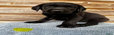 Labrador Retriever 3