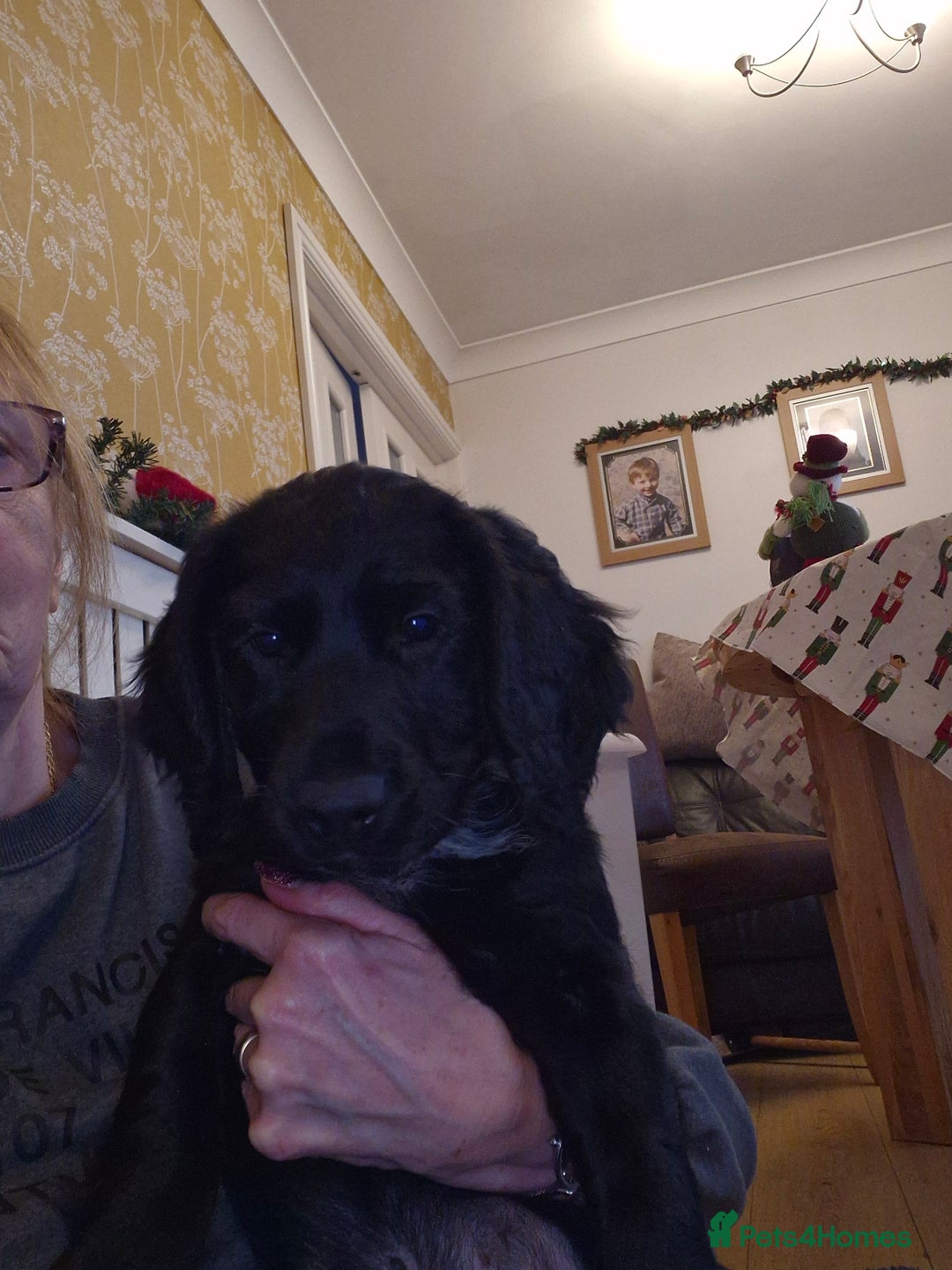 Sprocker dogs for sale: Beautiful sprocker pups - Advert 10