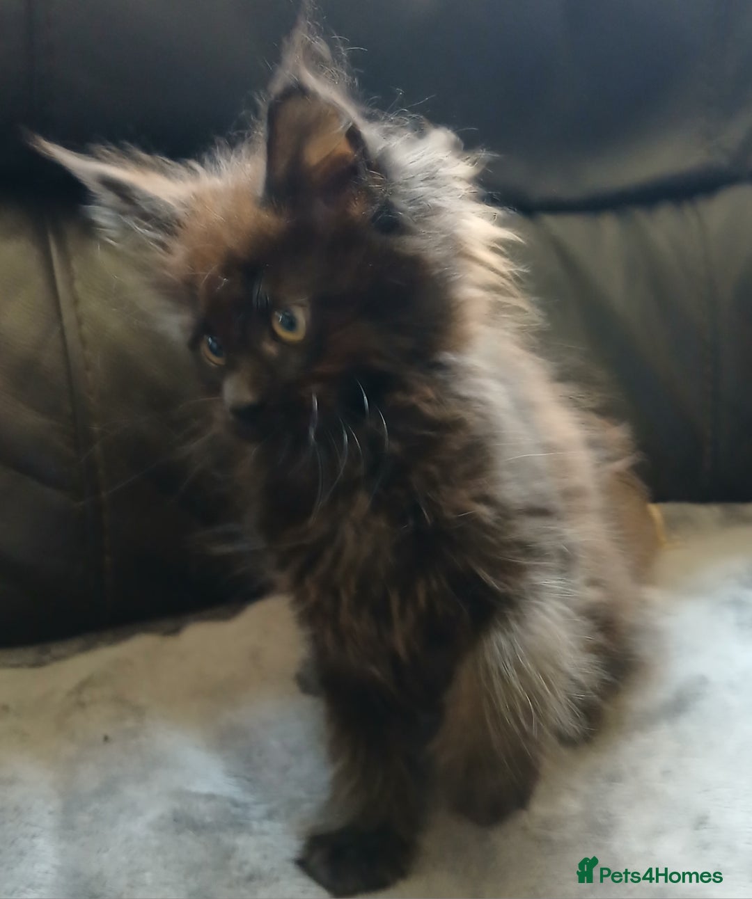 Maine Coon cats for sale: Beautiful girl!! TICA reg Maine Coon Ready Now!! in Diss - Image 3