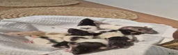 Rat rodents for sale: Baby rats Beautiful  - Advert 5