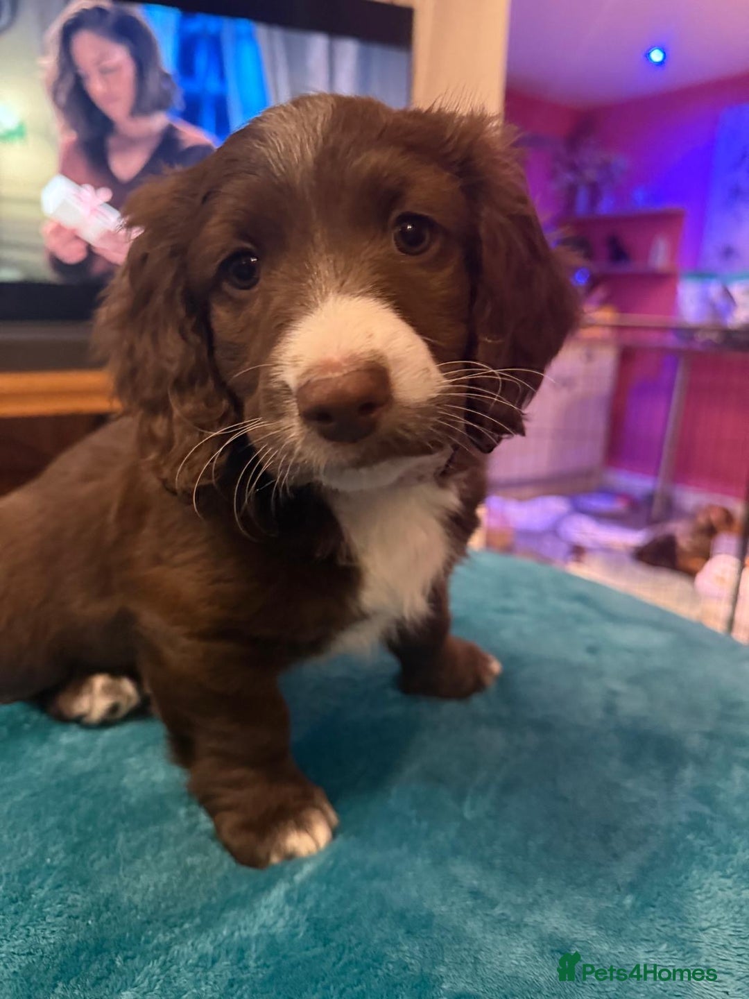 Mixed Breed dogs for sale: Doxie puppies  - Advert 6