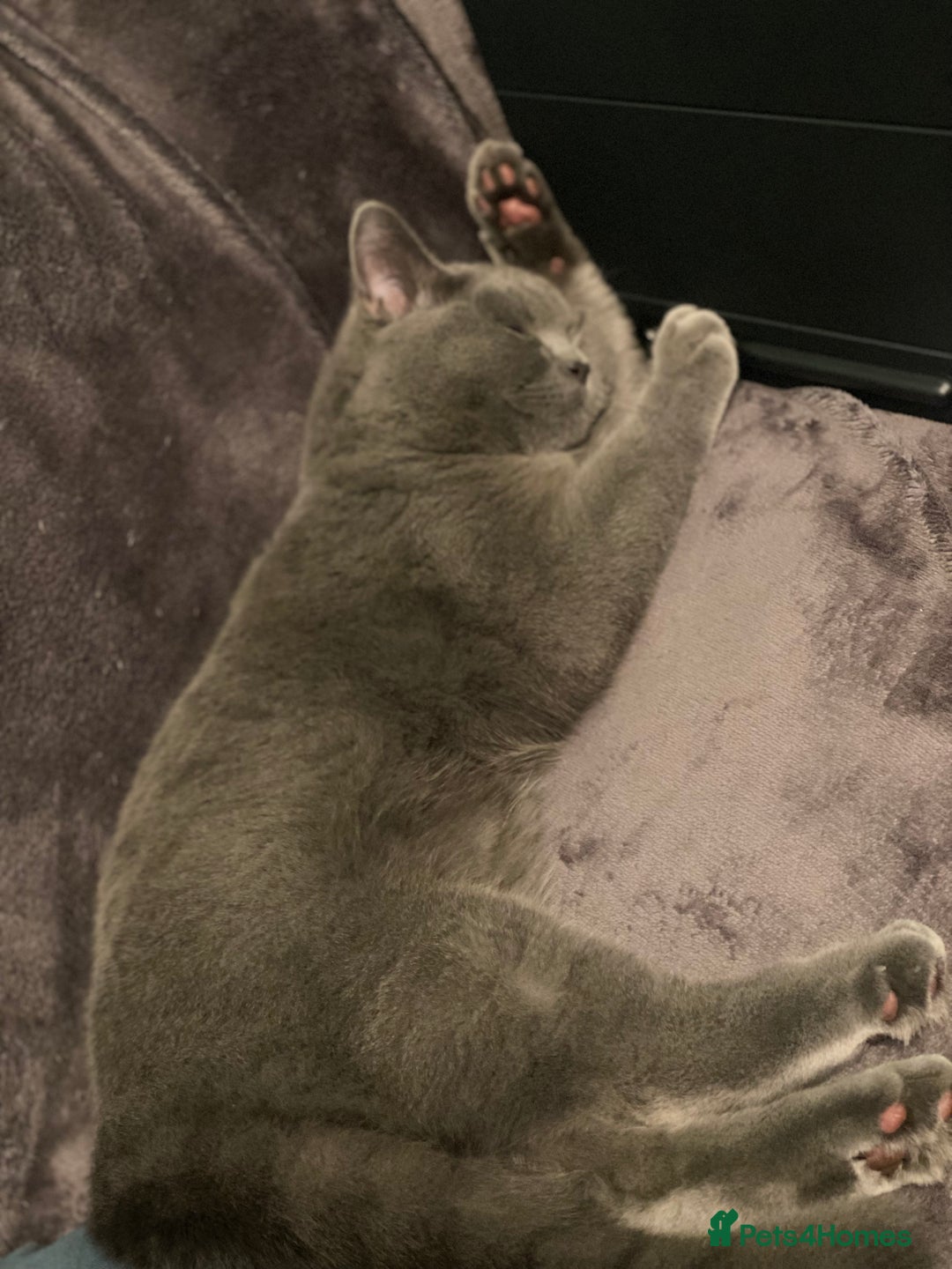 British Shorthair cats for sale: Stunning Rare Pedigree British Shorthair Brothers - Advert 12