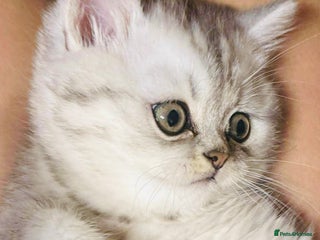 Persian cats Gorgeous pedigree chinchilla kitten - Advert 2