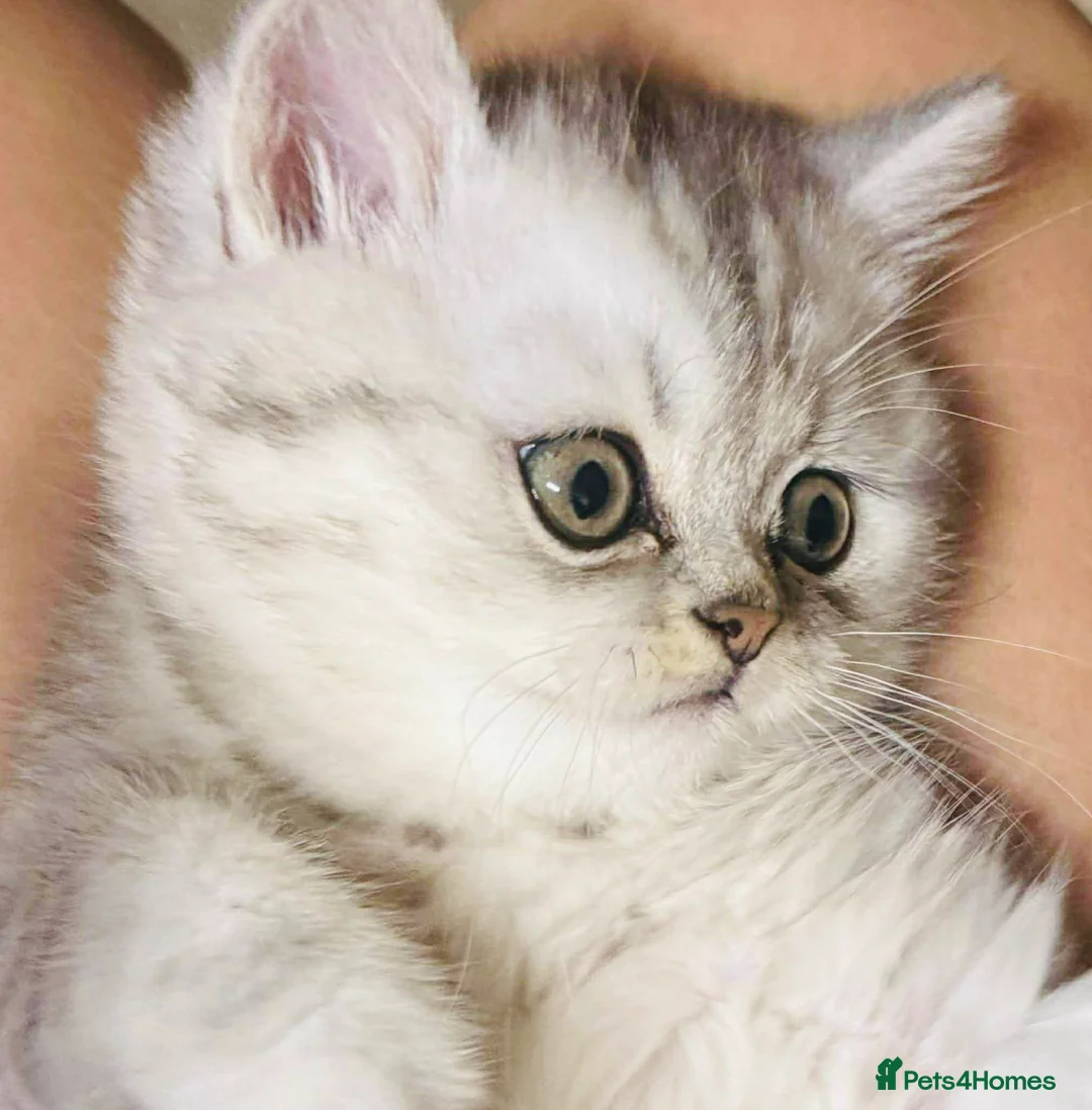 Persian cats for sale: Kitten Sold - Advert 2