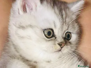 Persian cats Gorgeous pedigree chinchilla kitten - Advert 12