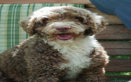 Miniature Poodle dogs for stud: Miniature Poodle KC Reg Fully DNA Health Tested  in Radstock - Image 7