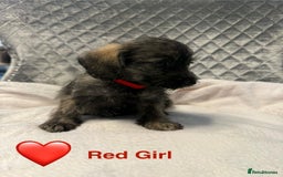 Schnoodle dogs for sale: Beautiful Schnoodle Puppies For Sale - Image 20