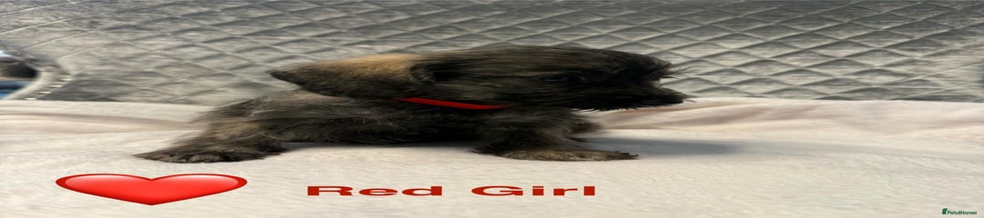 Schnoodle Puppy 4