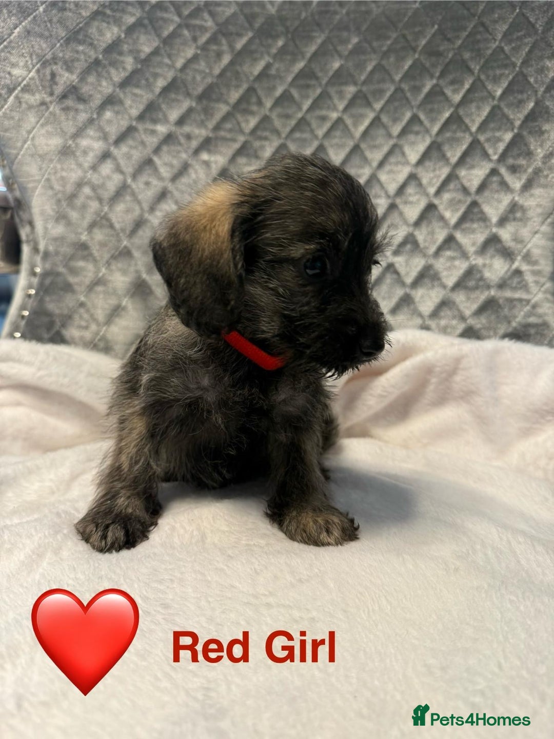 Schnoodle dogs for sale: Beautiful Schnoodle Puppies For Sale - Image 20