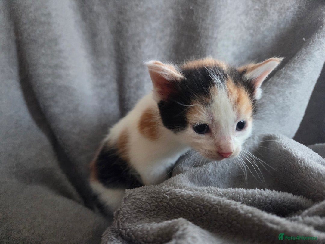 Mixed Breed cats for sale: 5 Fabulous kittens - Advert 22