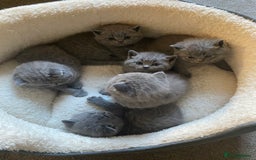 British Shorthair cats for sale: Stunning British Short Hair kitten GCCF/TICA - Image 15