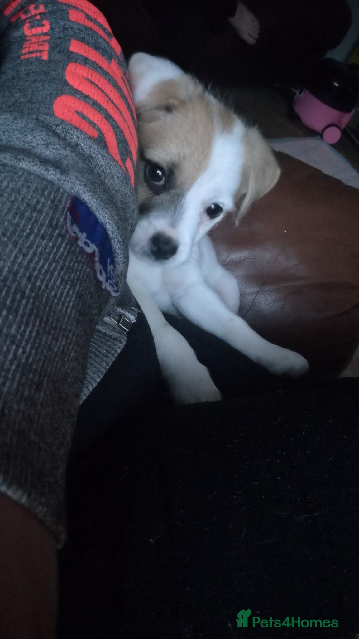 Mixed Breed dogs for sale: Frenchy/pug/bichon/toypoodle mix in Strabane - Advert 2