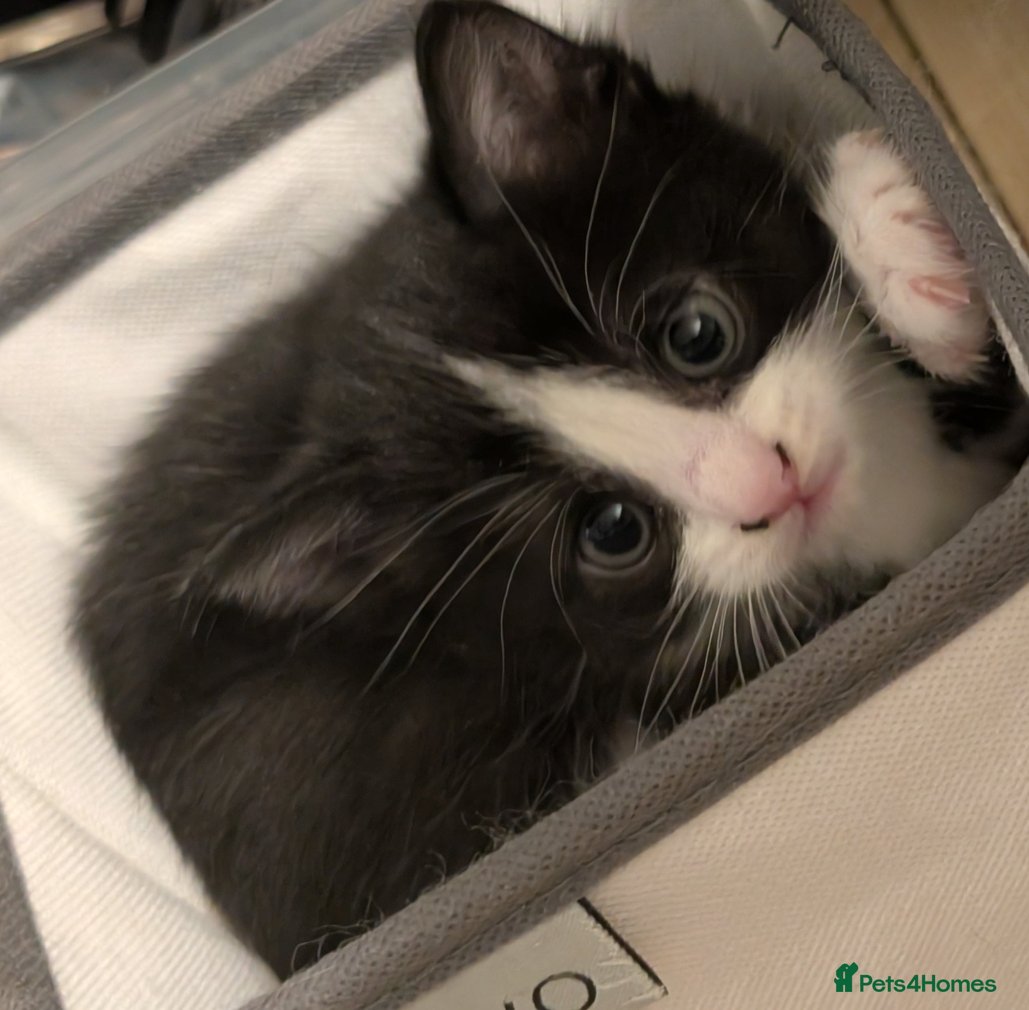 Domestic Shorthair cats for sale: 🖤 LAST KITTEN REMAINING – Midnight 🖤 - Advert 9