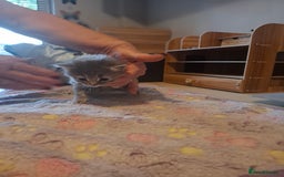 Mixed Breed cats for sale: 1 kitten left ready  2nd sept  - Image 22