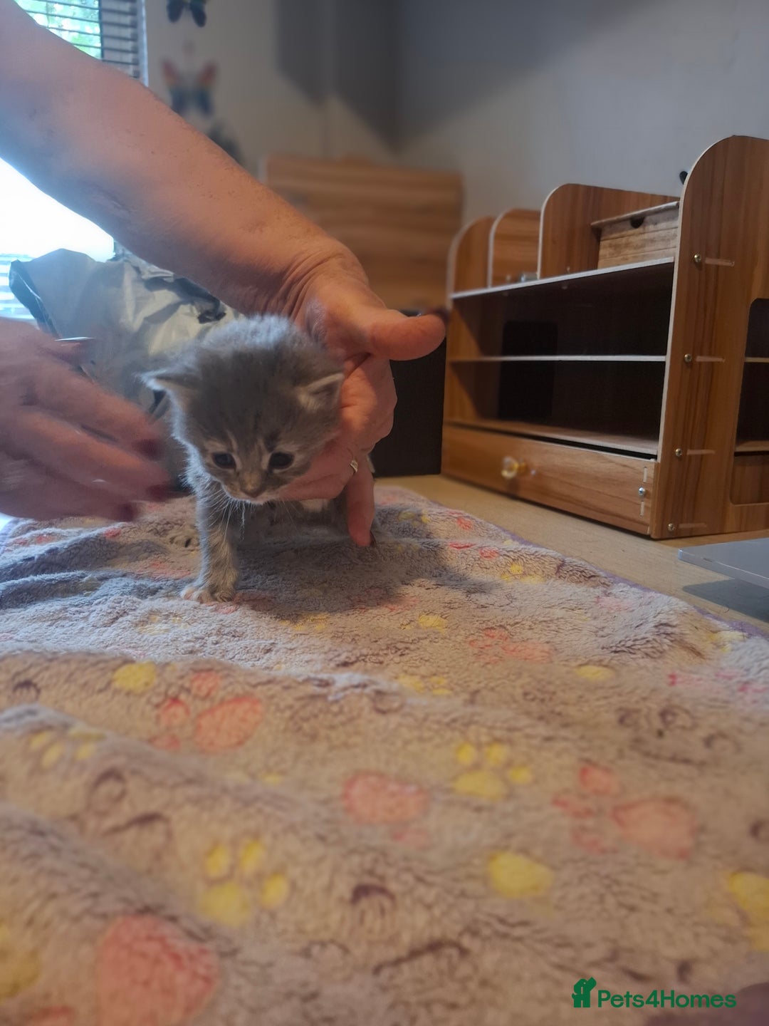 Mixed Breed cats for sale: 1 kitten left ready  2nd sept  - Image 22