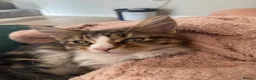 Maine Coon cats for sale: Stunning Maine Coon Kittens looking for 5⭐️ homes - Advert 23
