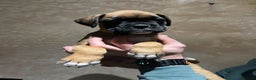 Boxer dogs for sale: Boxer puppies for sale  - Advert 3