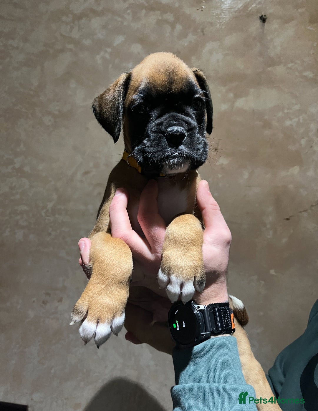 Boxer dogs for sale: Boxer puppies for sale  - Advert 3