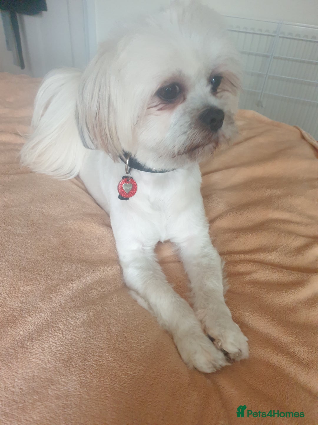 Lhasa Apso dogs for stud: Proven lhasa apso boy for stud in Walsall - Image 6