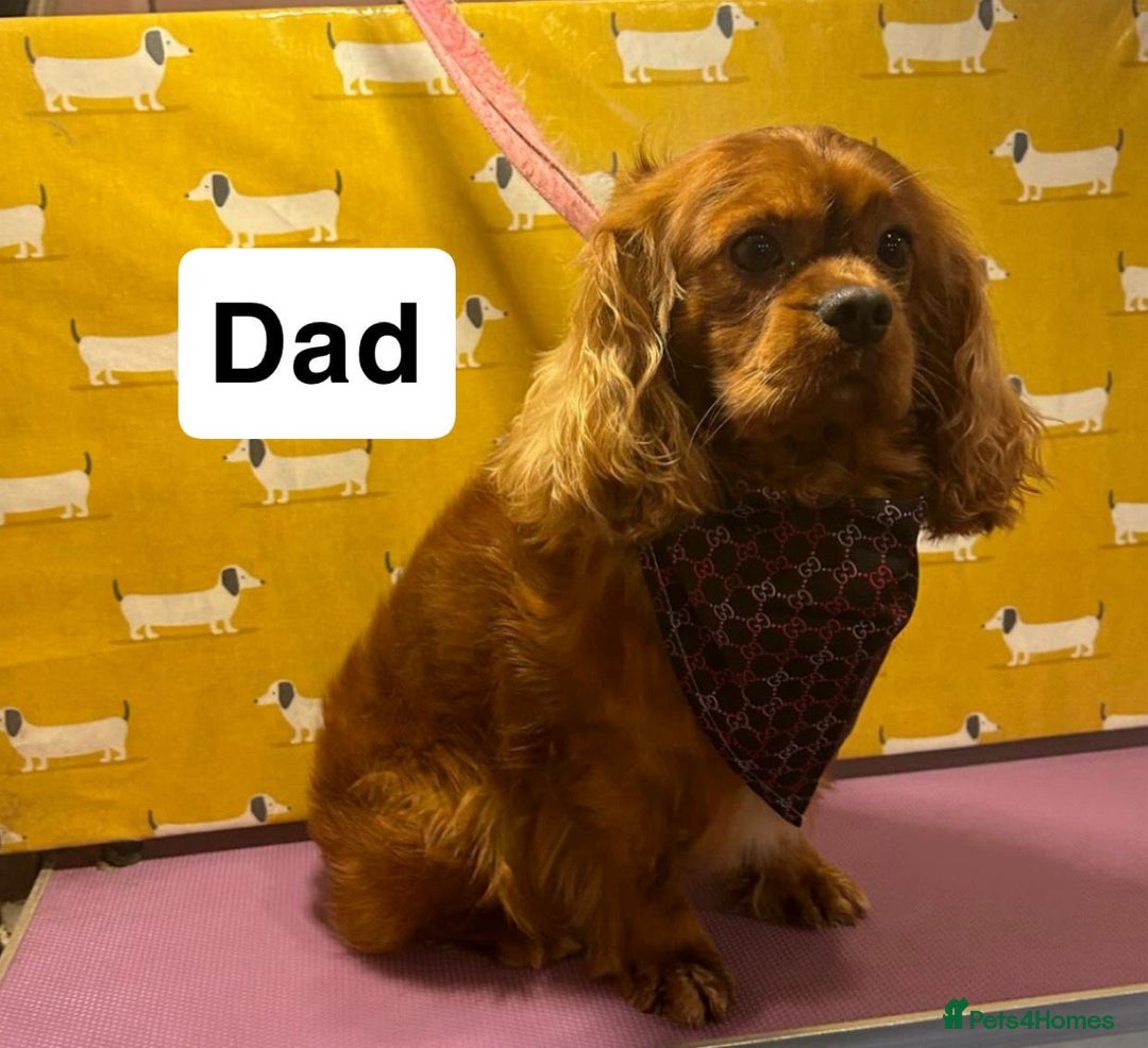 Cavapoo dogs for sale: Cavapoo puppies for sale  - Image 15