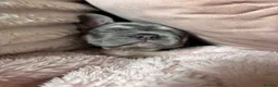 French Bulldog dogs for sale: blue male and female french bulldog puppies - Advert 26