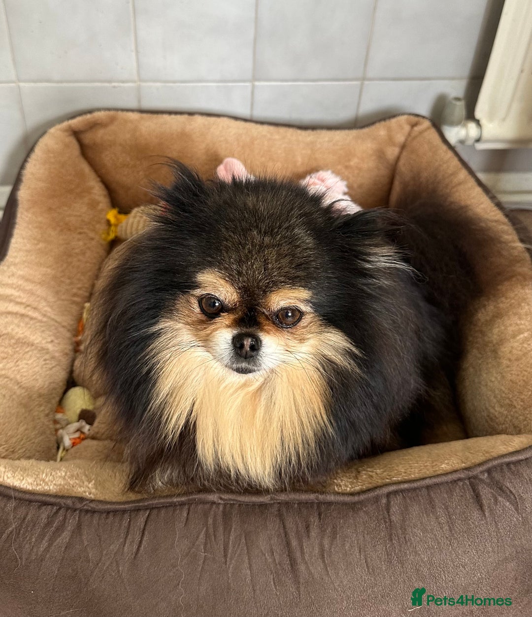 Pomeranian dogs for sale: Tiny pups are ready for new homes - Advert 12