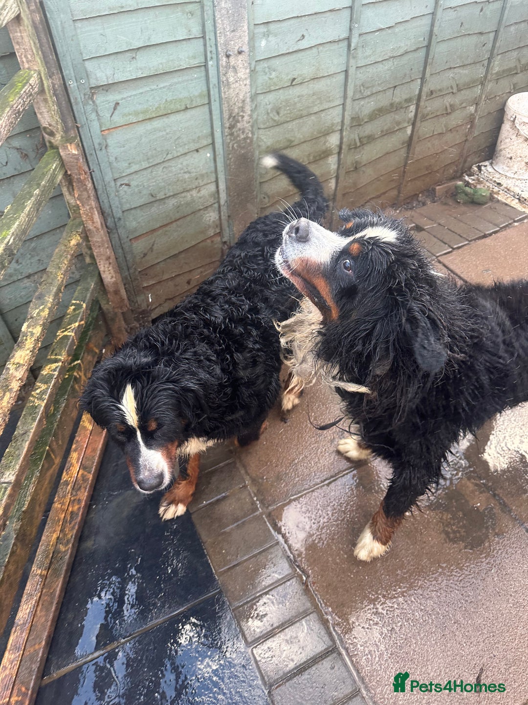 Bernese Mountain Dog dogs for sale: Burnese mountain dog - Advert 5