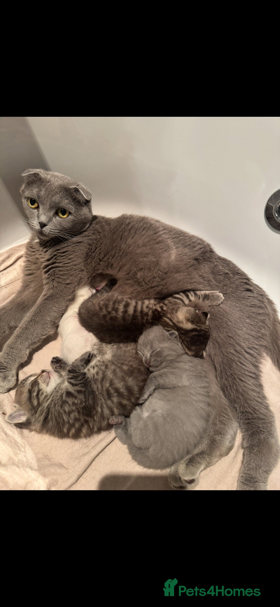 Scottish Fold cats Scottish Folded and Straight Ear Kittens - Advert 10